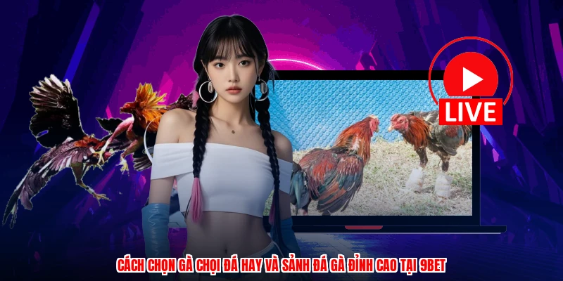 Cách Chọn Gà Chọi Đá Hay Và Sảnh Đá Gà Đỉnh Cao Tại 9BET