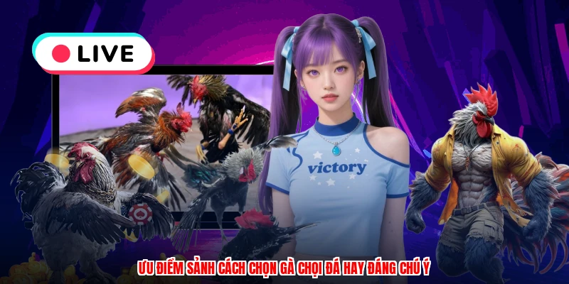 Ưu điểm sảnh cách chọn gà chọi đá hay đáng chú ý