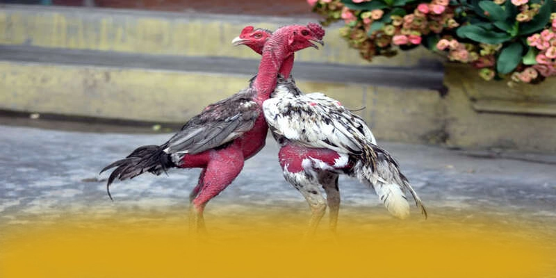 Chương trình thưởng giá trị lớn dành cho tất cả người chơi tại BET168
