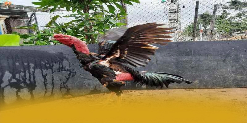 Nhận xét từ game thủ về GOOD88